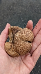 Lycoperdon utriforme
