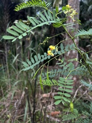 Sesbania vesicaria