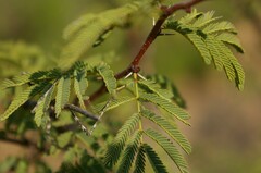 Vachellia schaffneri bravoensis