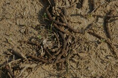 Vachellia schaffneri bravoensis