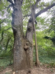 Quercus alba
