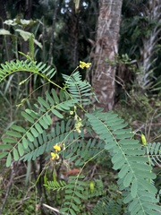 Sesbania vesicaria