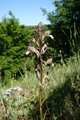 Himantoglossum comperianum