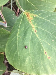 Megacopta punctatissima