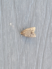 Amphipyra glabella