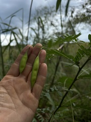 Sesbania vesicaria