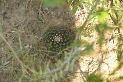 Mammillaria heyderi