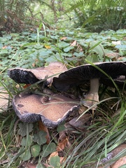 Agaricus deardorffensis