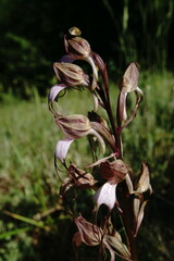 Himantoglossum comperianum
