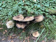 Agaricus deardorffensis