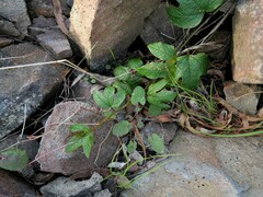 Passiflora cinnabarina