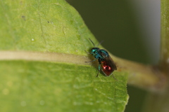 Pseudomalus auratus