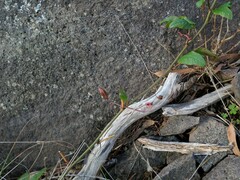 Passiflora cinnabarina