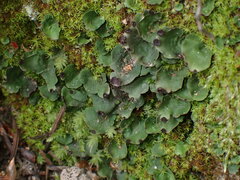 Peltigera venosa