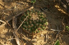 Mammillaria heyderi