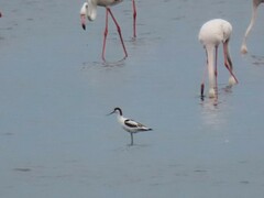 Recurvirostra avosetta