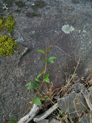 Passiflora cinnabarina