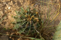 Hamatocactus setispinus