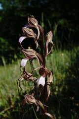 Himantoglossum comperianum