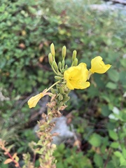 Oenothera biennis