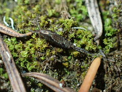 Archaeognatha