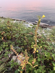 Oenothera biennis