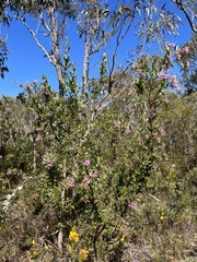Grevillea sericea