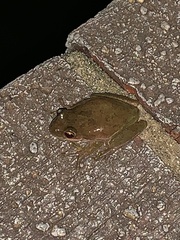 Hyla squirella