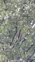 Quercus stellata