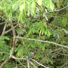 Chloroceryle amazona