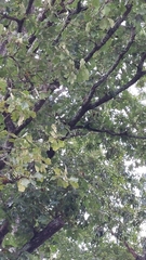 Quercus stellata