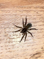 Trochosa