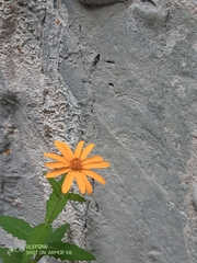 Verbesina coahuilensis