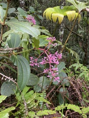Medinilla