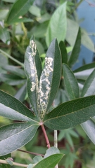 Liriomyza schmidti