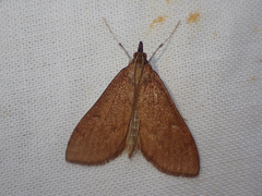 Saucrobotys futilalis