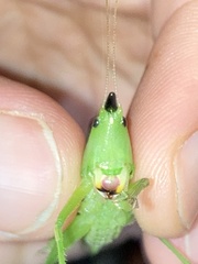 Neoconocephalus nebrascensis