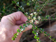 Platysace lanceolata