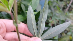 Liriomyza schmidti