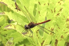 Sympetrum internum