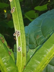 Anoplolepis gracilipes