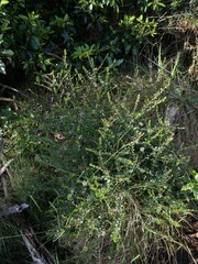Platysace lanceolata