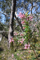Grevillea sericea