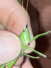 Neoconocephalus nebrascensis