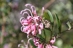 Grevillea sericea