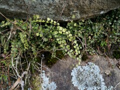 Asplenium flabellifolium