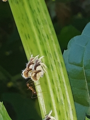 Anoplolepis gracilipes