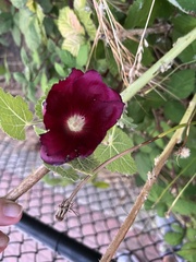 Alcea rosea