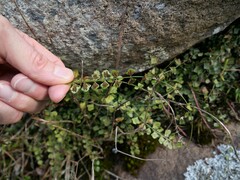 Asplenium flabellifolium