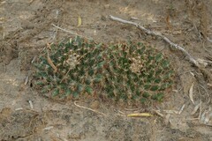 Mammillaria heyderi